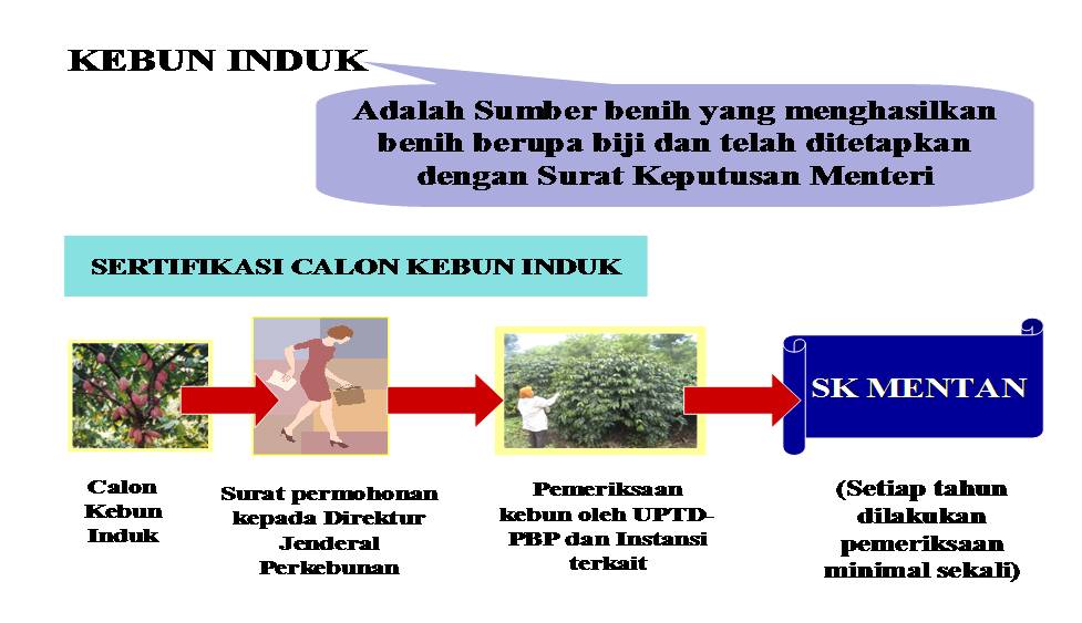 Sertifikasi Benih Dan Kebun Benih