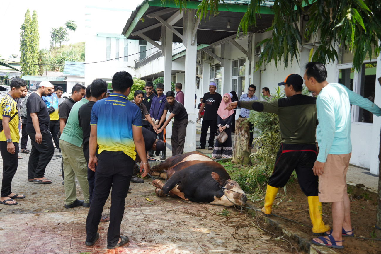 Memperingati Hari Raya Idul Adha 1447H/2026M DISBUN KALTIM Melaksanakan Kegiatan Pemotongan Hewan Kurban 