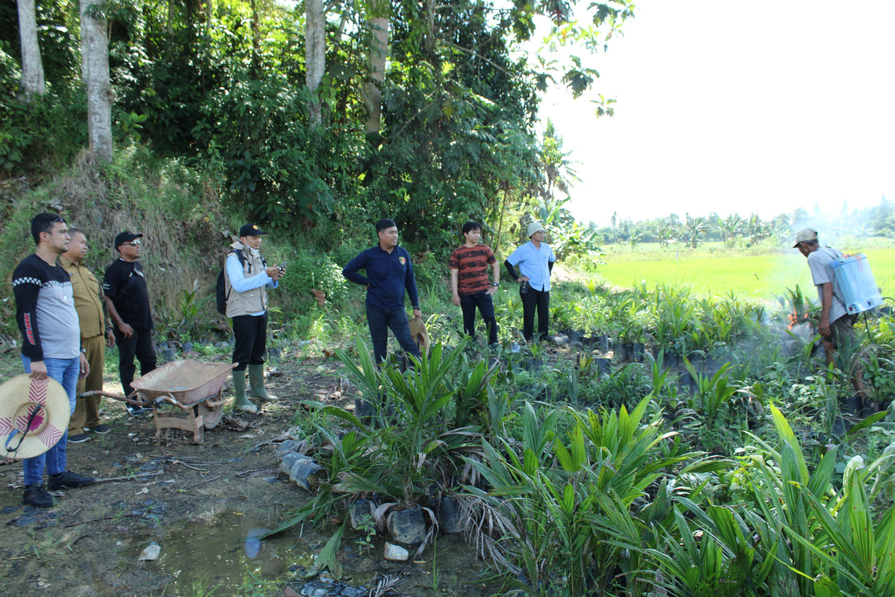 Ribuan Benih Sawit Illegal Dimusnahkan, Disbun Kawal Ketat Penegakan Hukum