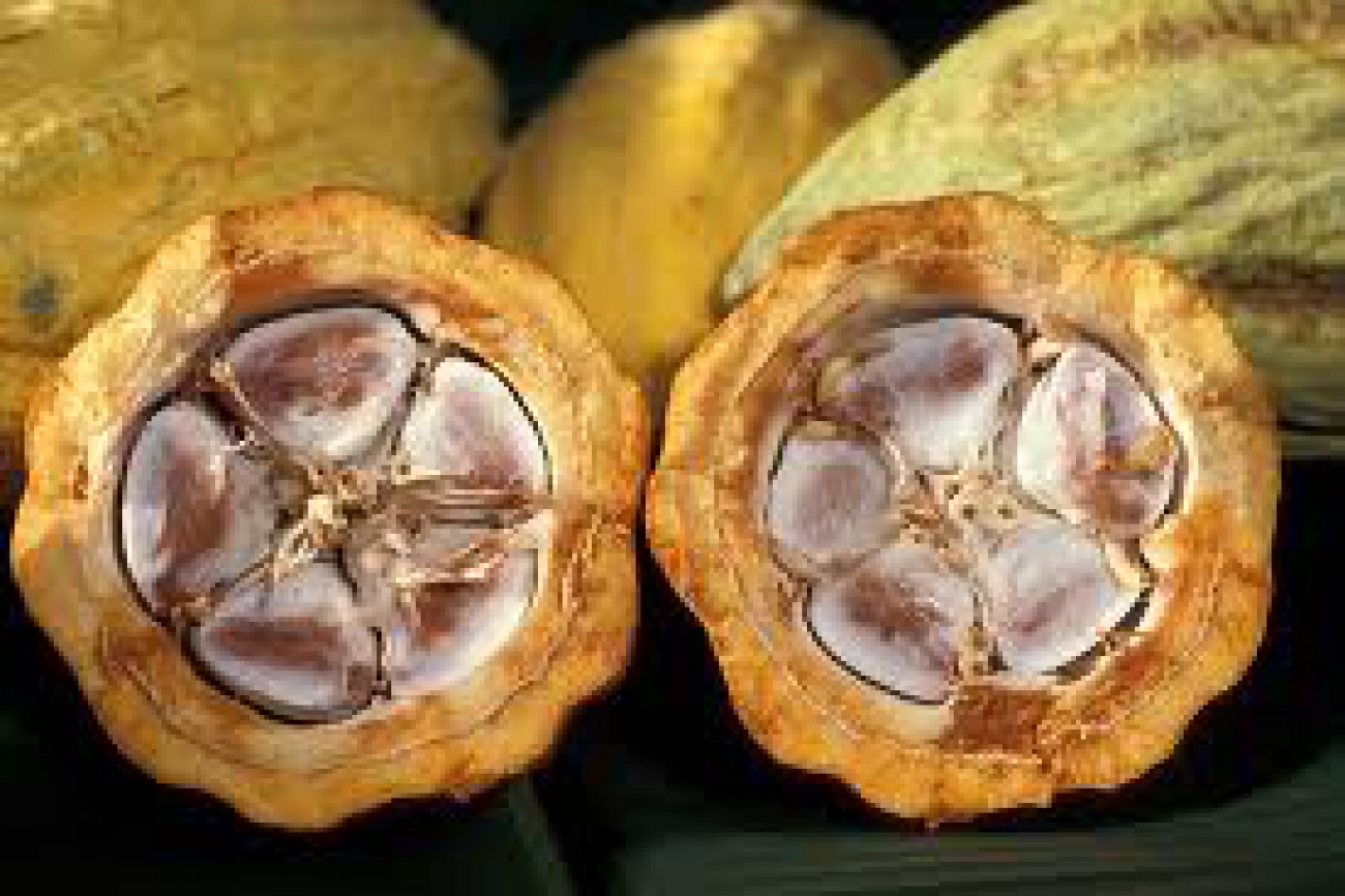 Dewan Kakao Internasional Dukung Gerakan Kakao Indonesia