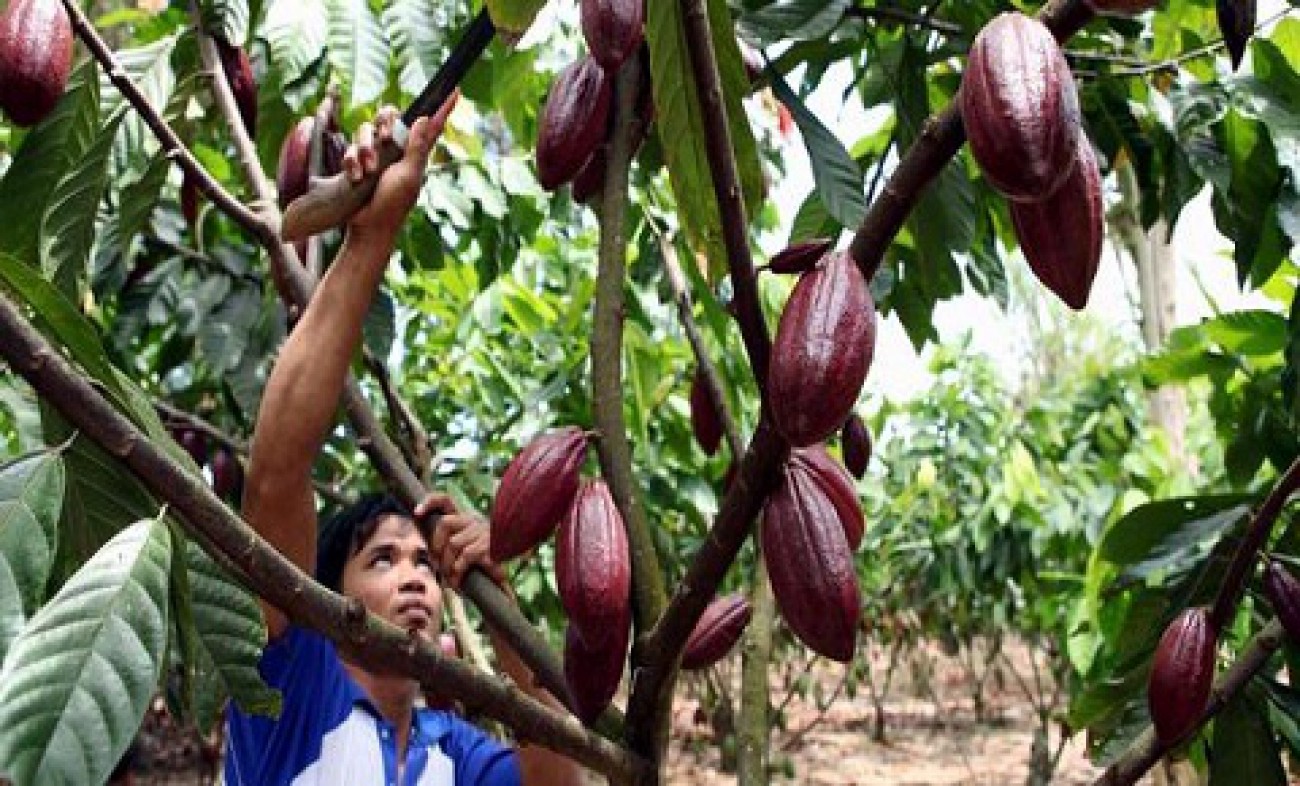 Kakao di Kaltim Tergerus Tambang