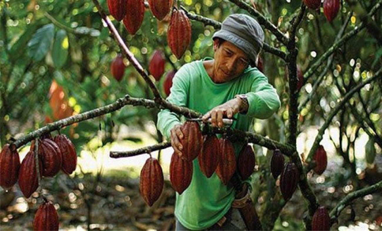 Terdesak, Kakao Butuh Nilai Tambah