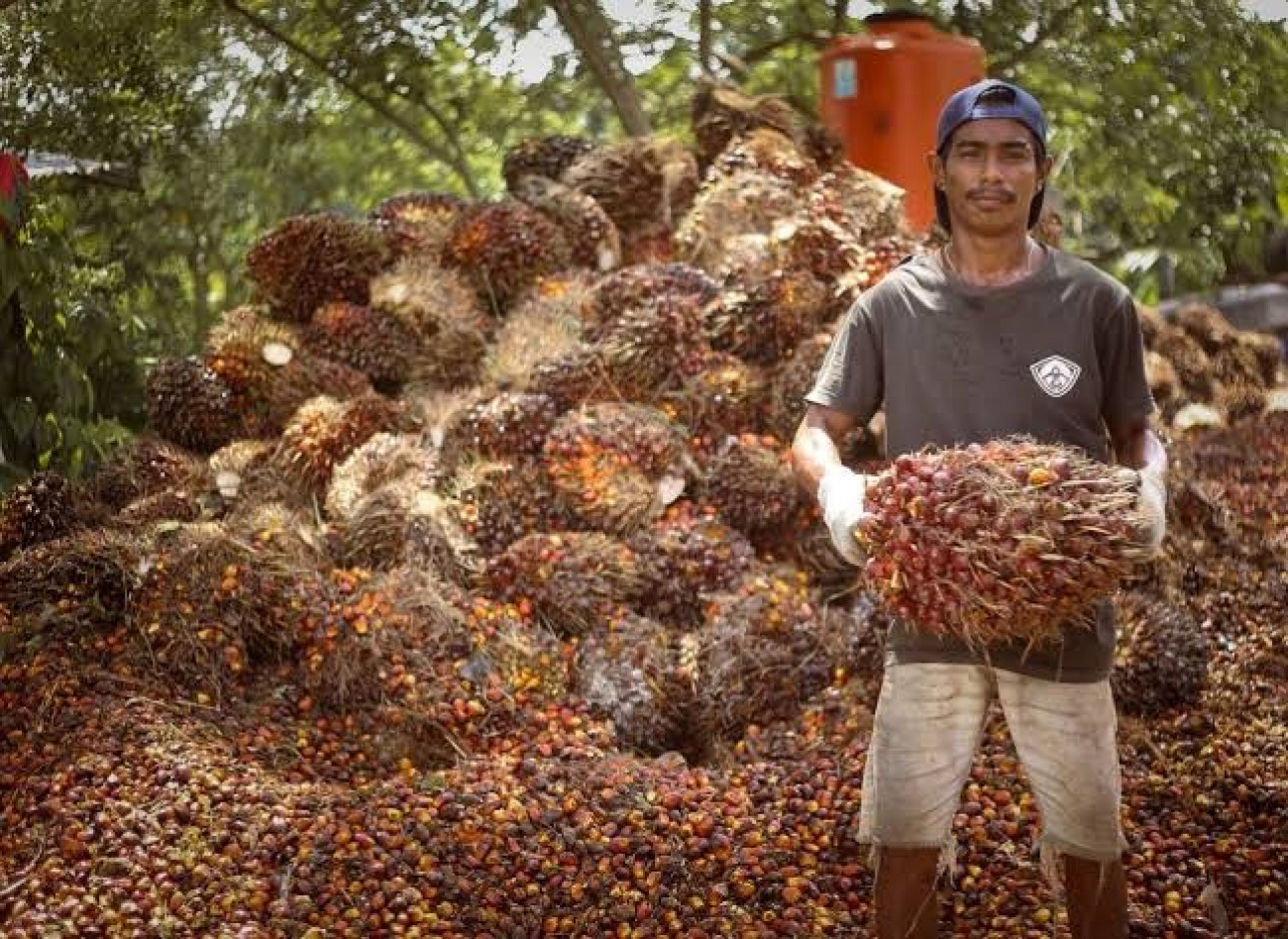 Informasi Harga TBS Kelapa Sawit bagi Pekebun Mitra Periode I Bulan Agustus 2024