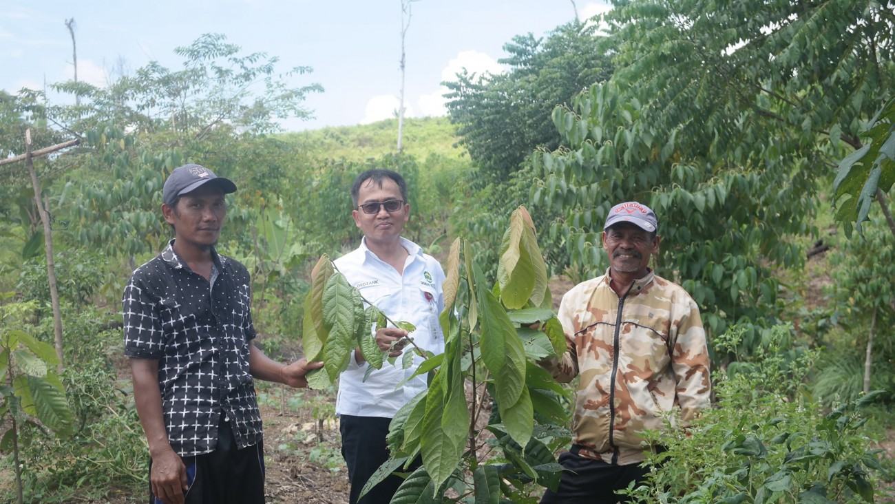 Kadisbun Monev Kegiatan Perluasan Kakao 20 Hektar