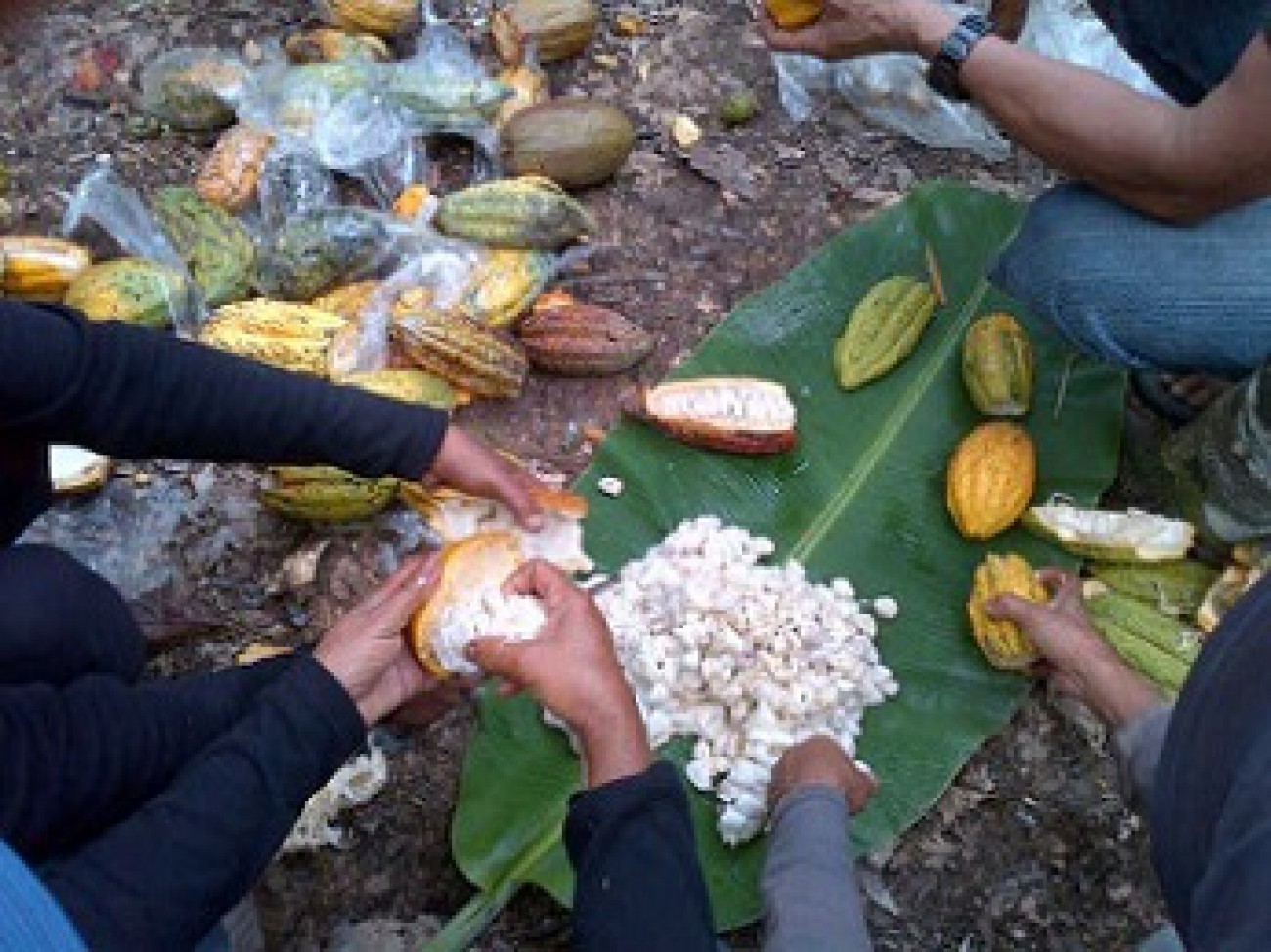 Disbun Berau Upayakan Peningkatan Kualitas Biji Kakao