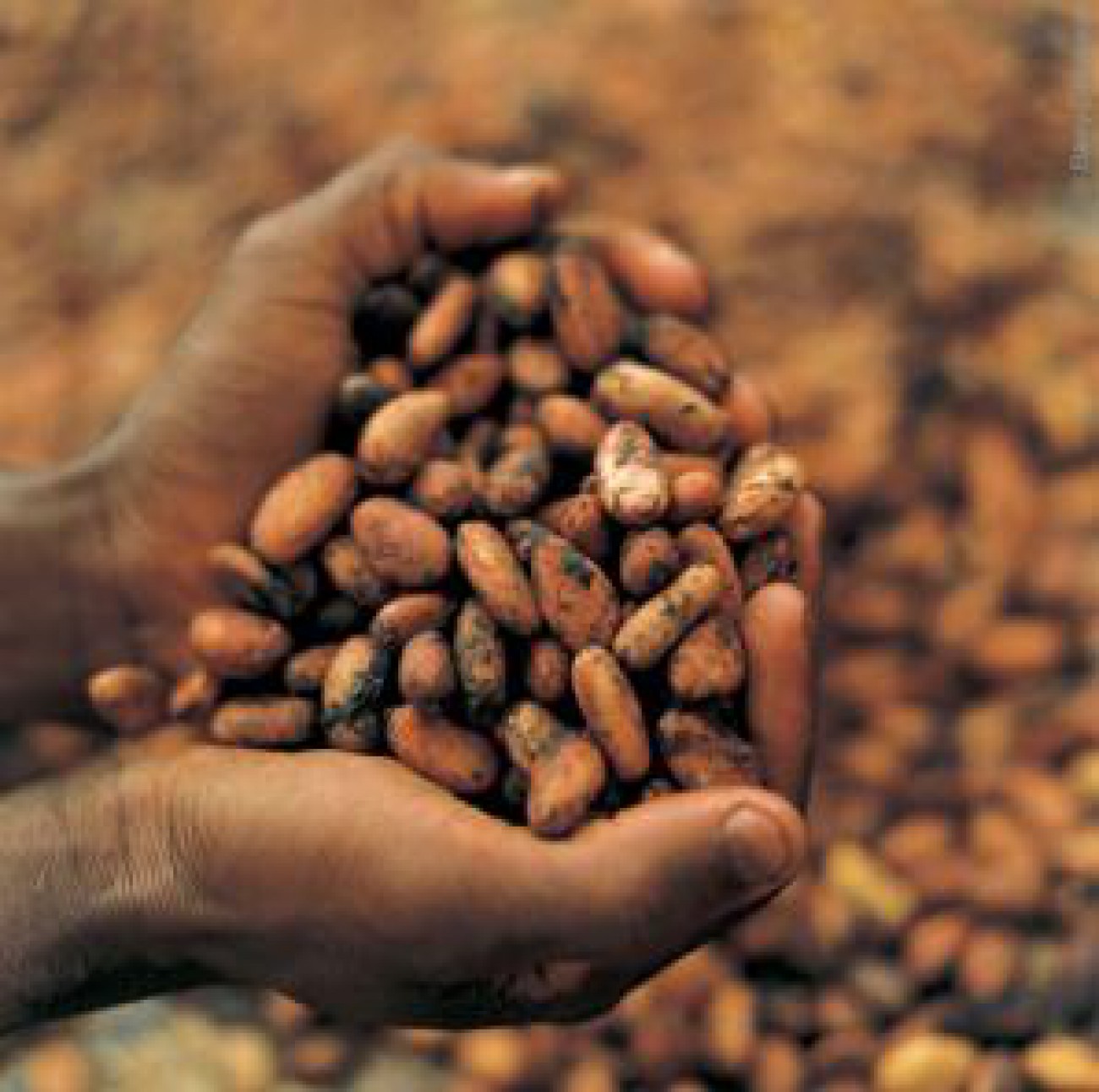 Kopi, Teh, dan Kakao Indonesia Masuk 10 Besar Dunia
