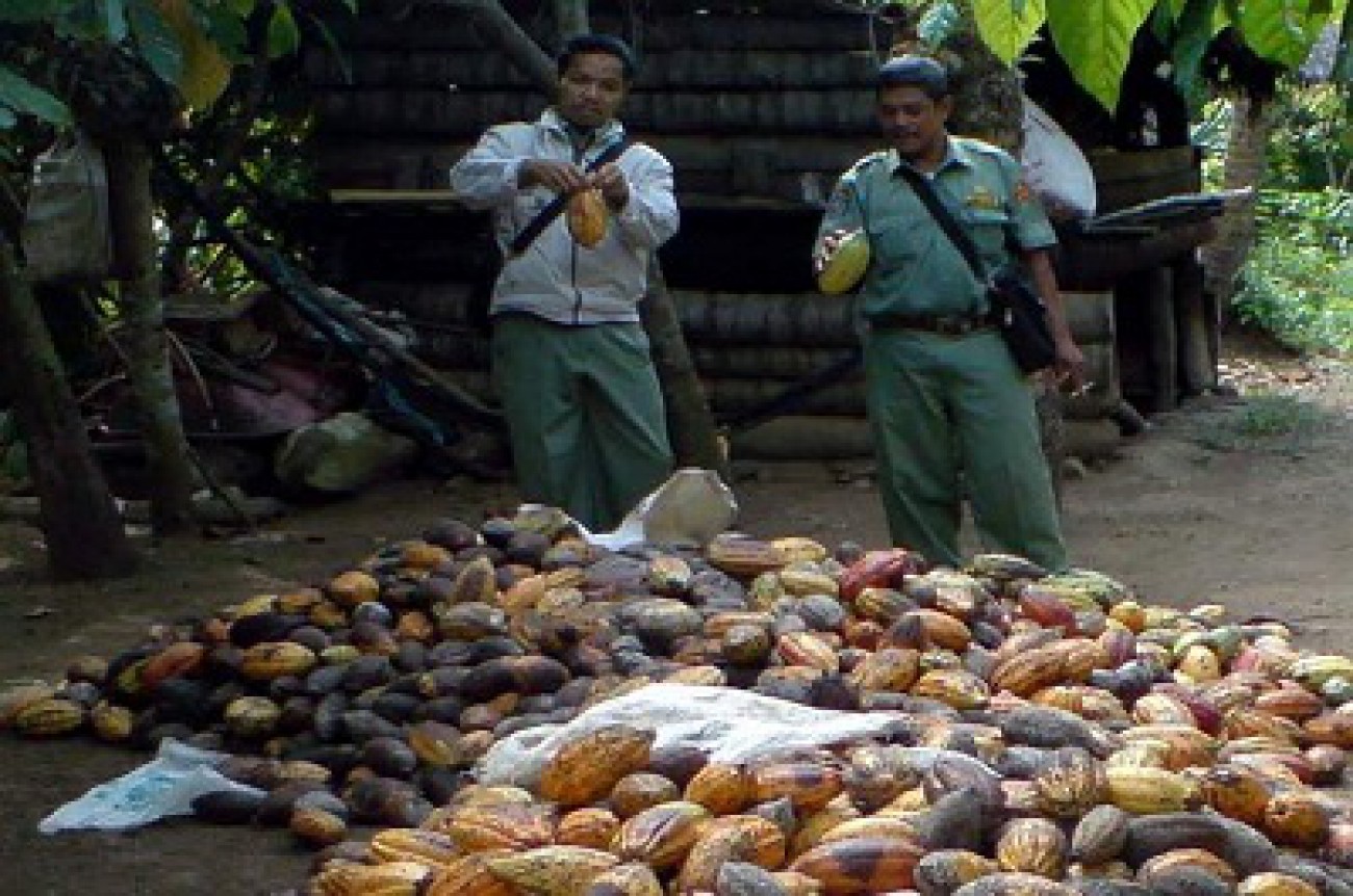 Kecamatan Karangan Kembangkan Kakao