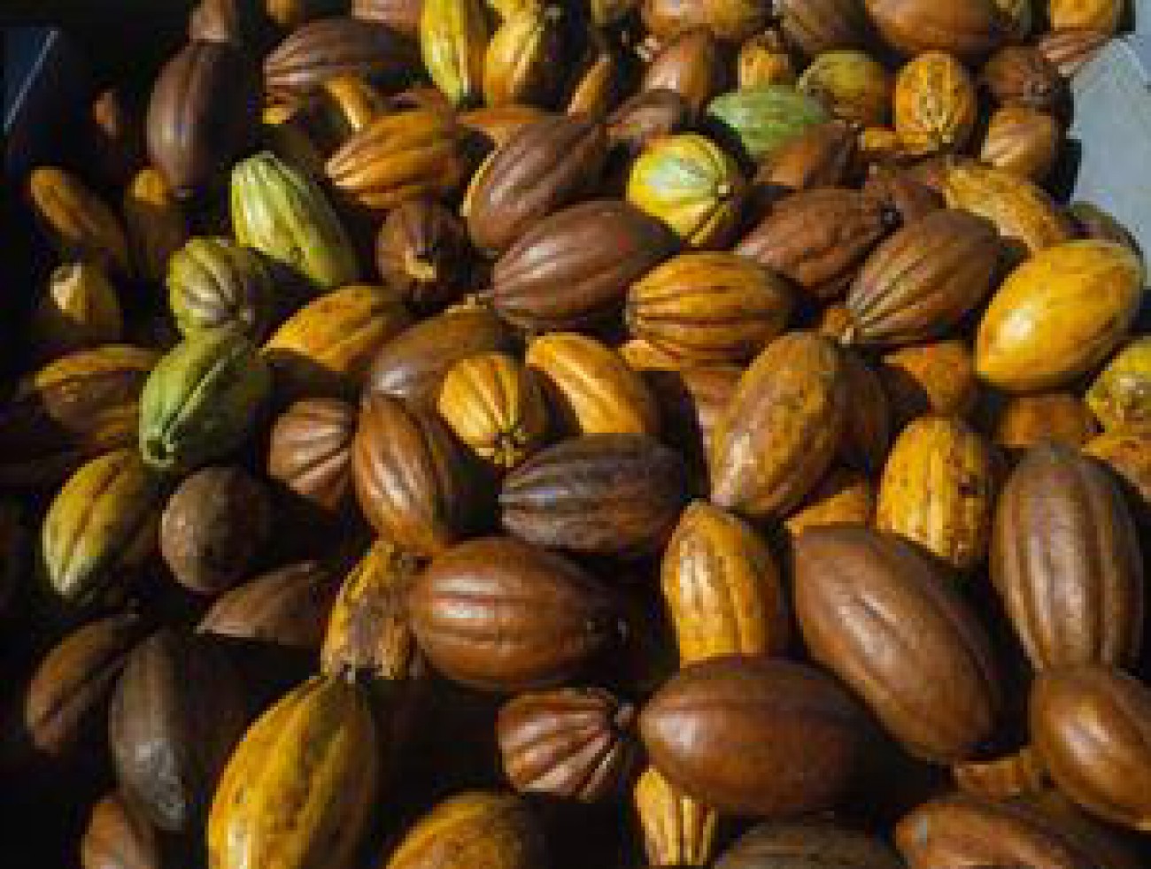 Kemendag Tetapkan Harga Pokok Ekspor Biji Kakao