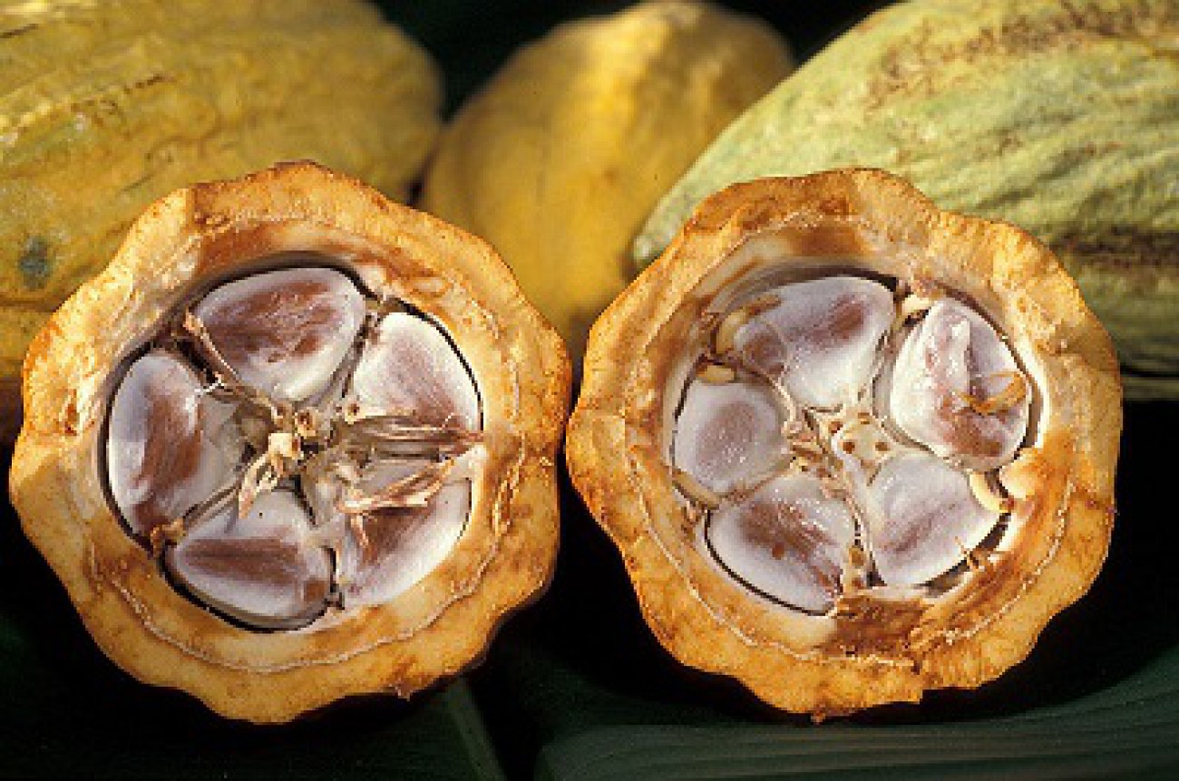 Bea Masuk 0%, Impor Kakao Dibatasi Hanya 100 Ribu Ton