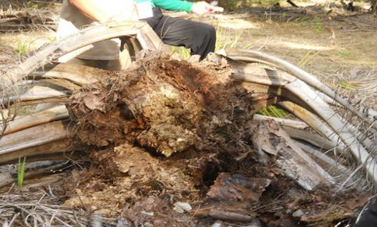 Delapan Hektar Sawit Terserang Penyakit Ganoderma