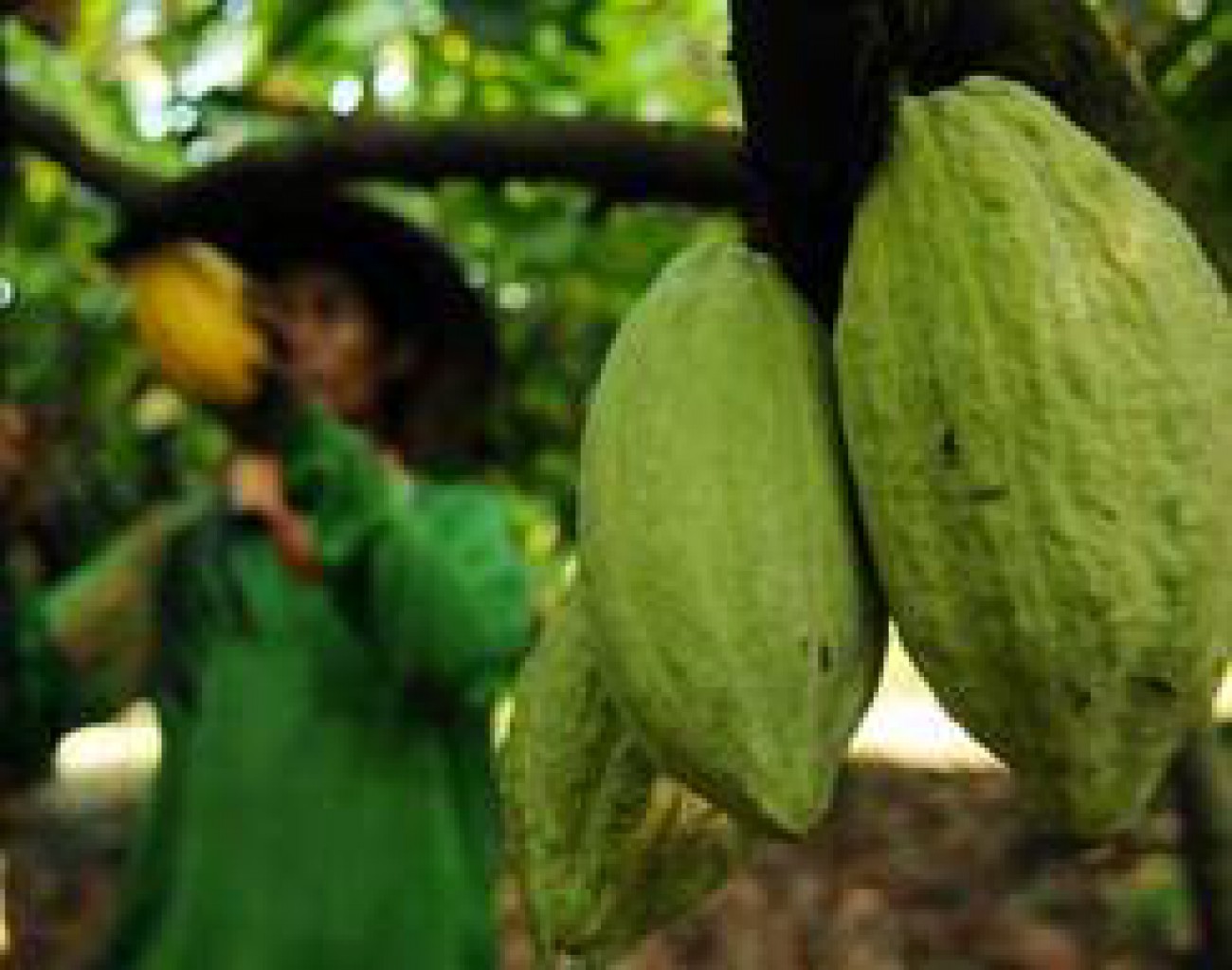 Disbun Kaltim Lanjutkan Upaya Peningkatan Produksi Kakao