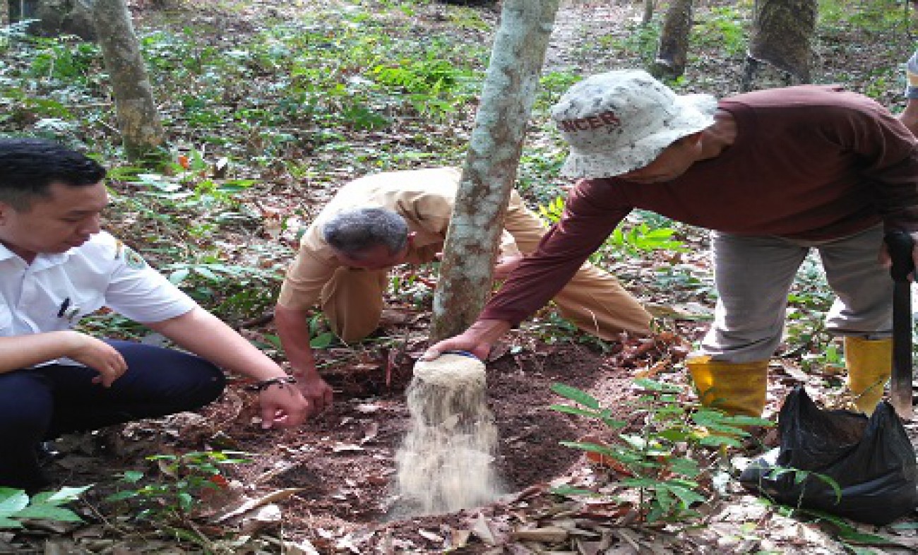 Identifikasi & Pengendalian Jamur Akar Putih di Desa Sumber Sari, Kota Bangun