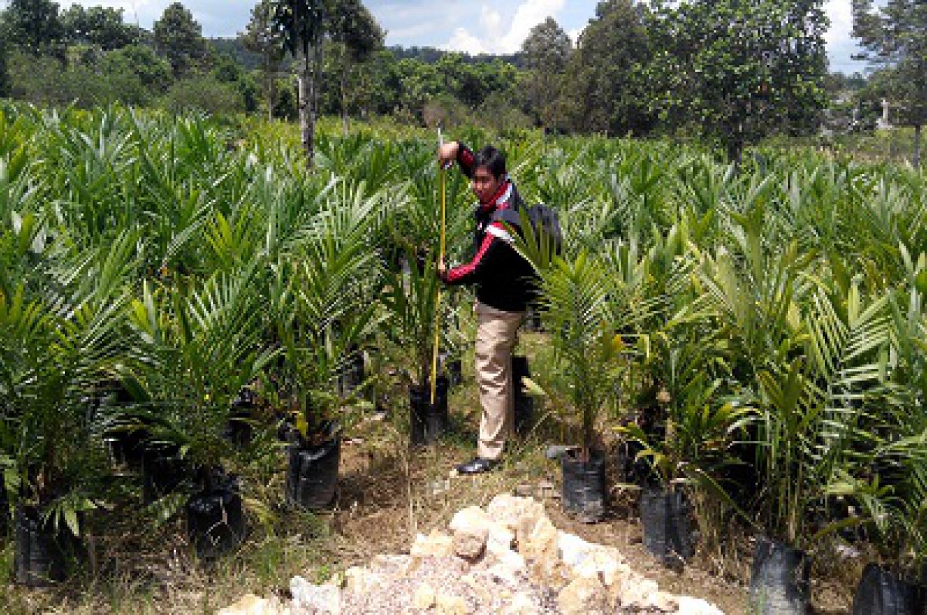 Peran dan Pelaksanaan Fungsi Pengawas Benih Tanaman (PBT) Perkebunan di Kalimantan Timur