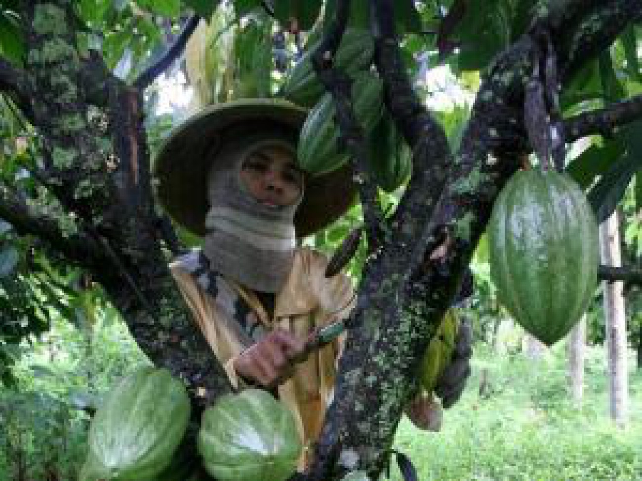 Kembangkan Perkebunan Kakao