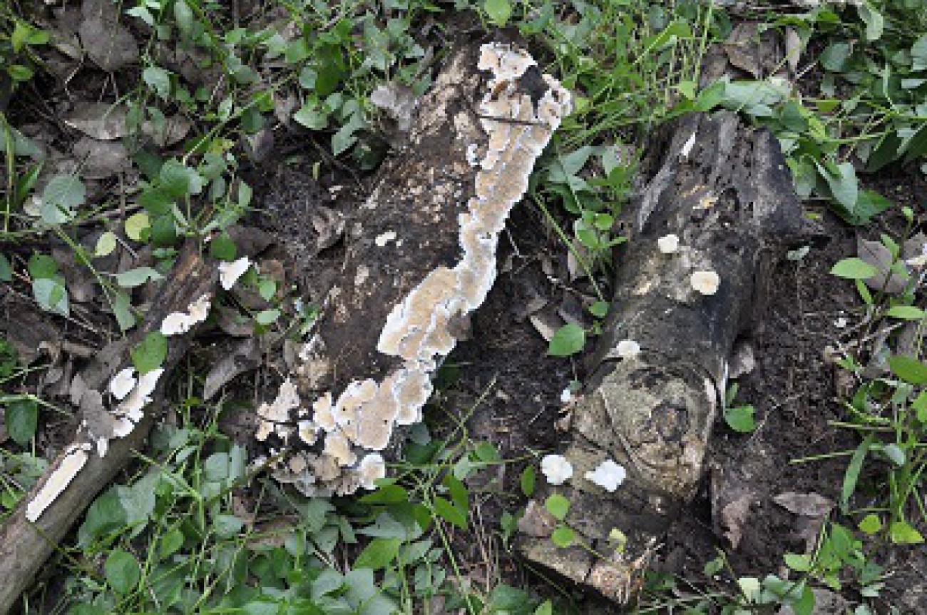 Jamur Akar Putih (JAP) Penyakit Berbahaya pada Perkebunan Karet