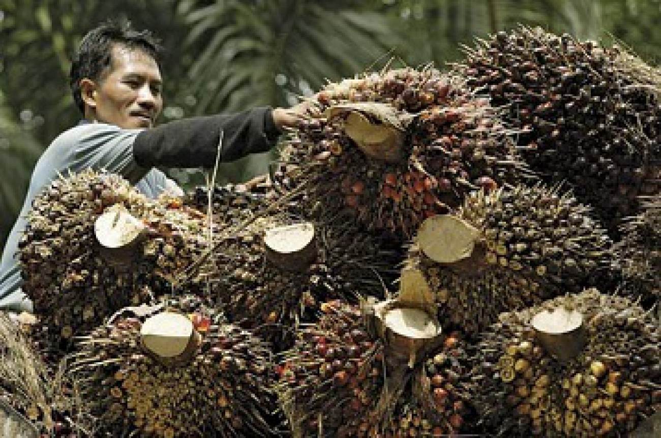Indonesia Bawa Komoditas Perkebunan Sawit Masuk APEC
