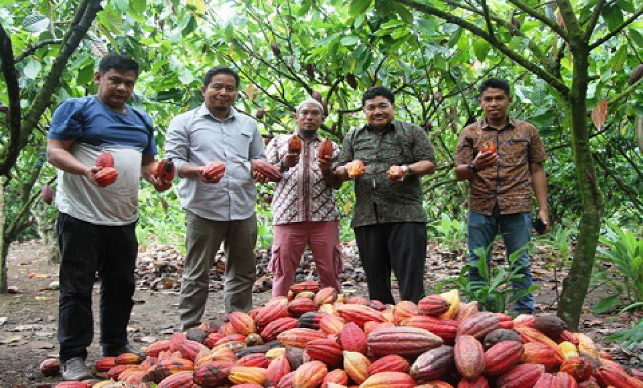 Petani Kutim Hasilkan Bibit Kakao Unggul
