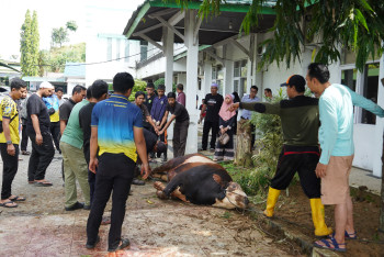Memperingati Hari Raya Idul Adha 1447H/2026M DISBUN KALTIM Melaksanakan Kegiatan Pemotongan Hewan Kurban 