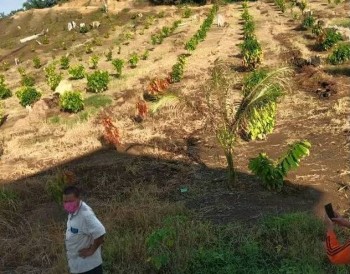 Semangat Petani Kakao di Tengah Serangan COVID-19