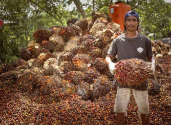 Harga TBS Sawit di Kaltim Belum Pulih, CPO dan Kernel Jadi Penyebab Utama