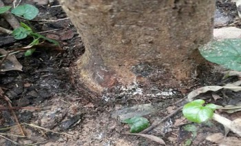 Identifikasi dan Pengendalian Serangan Penyakit Jamur Akar Putih pada Tanaman Karet di Sebulu Ilir