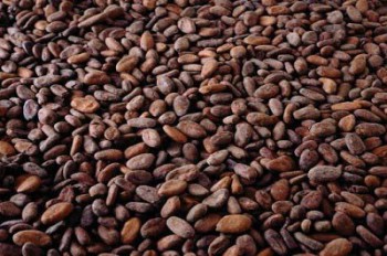 Bea Keluar Biji Kakao Bulan Juli Tetap 10%