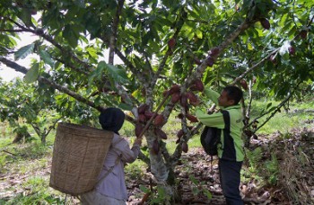 Pelatihan Budi Daya Tingkatkan Produksi Kakao