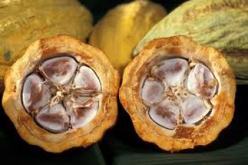 Tahun 2016, Indonesia Bertekad Jadi Produsen Kakao Terbesar Dunia