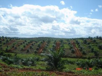 Pembangunan Perkebunan di Kutim Jalin Kemitraan dengan Masyarakat