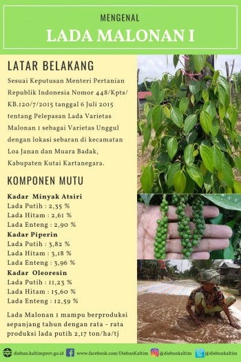 Mengenal Varietas Unggul Nasional asal Kalimantan Timur : LADA MALONAN 1